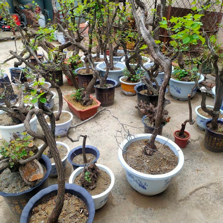 黄栌精品付款  不接受随机