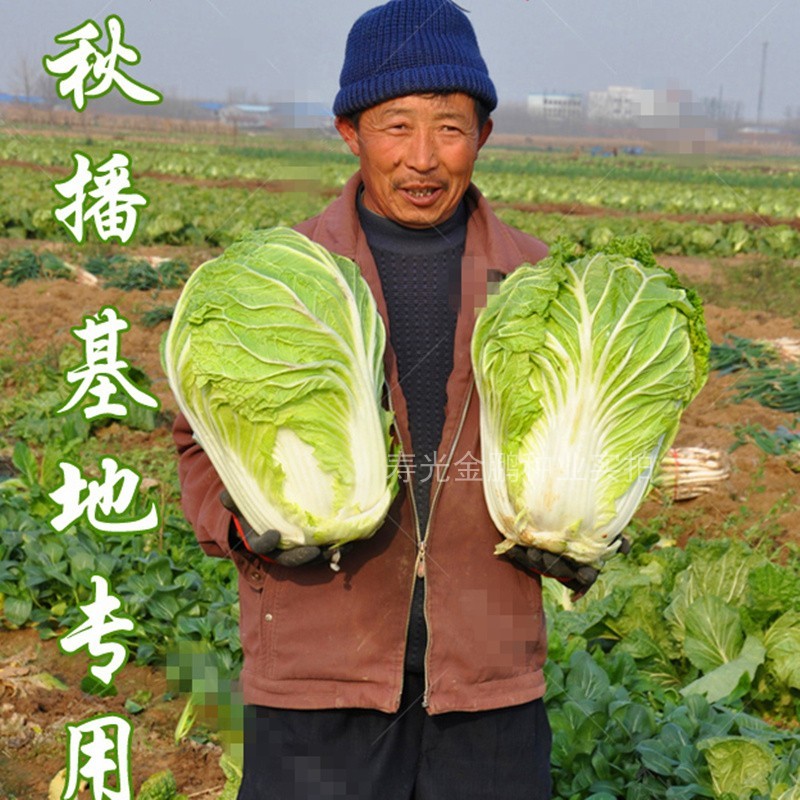 大白菜种子基地用冬储秋季白菜种籽四季蔬菜种子黄心耐寒高产包邮