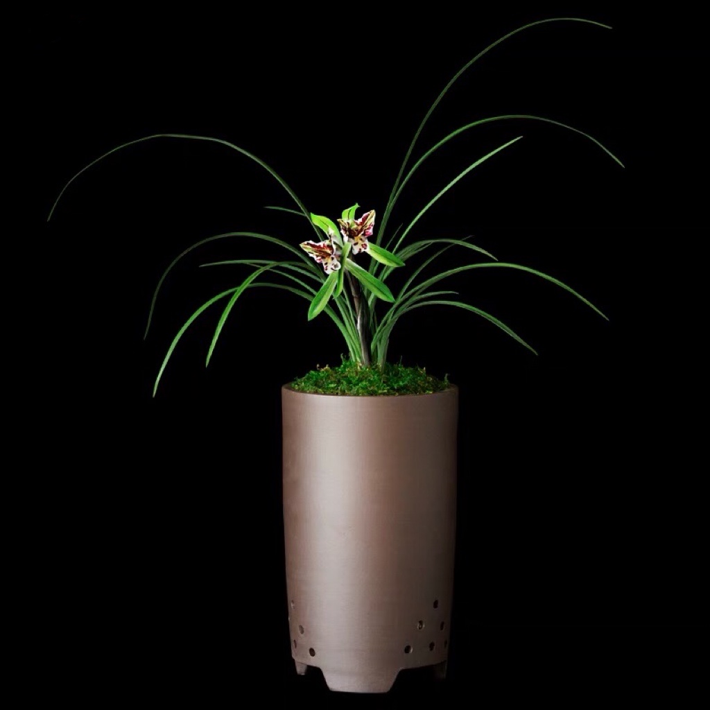 兰花春兰花蝴蝶清香型花卉景栽盆土绿植带兰草植物花苞名贵苗老种