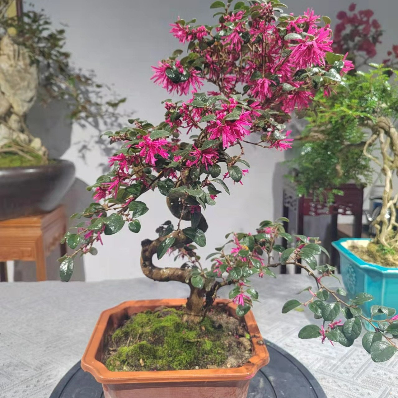 清园处理原盆原土老桩红花继木绿植