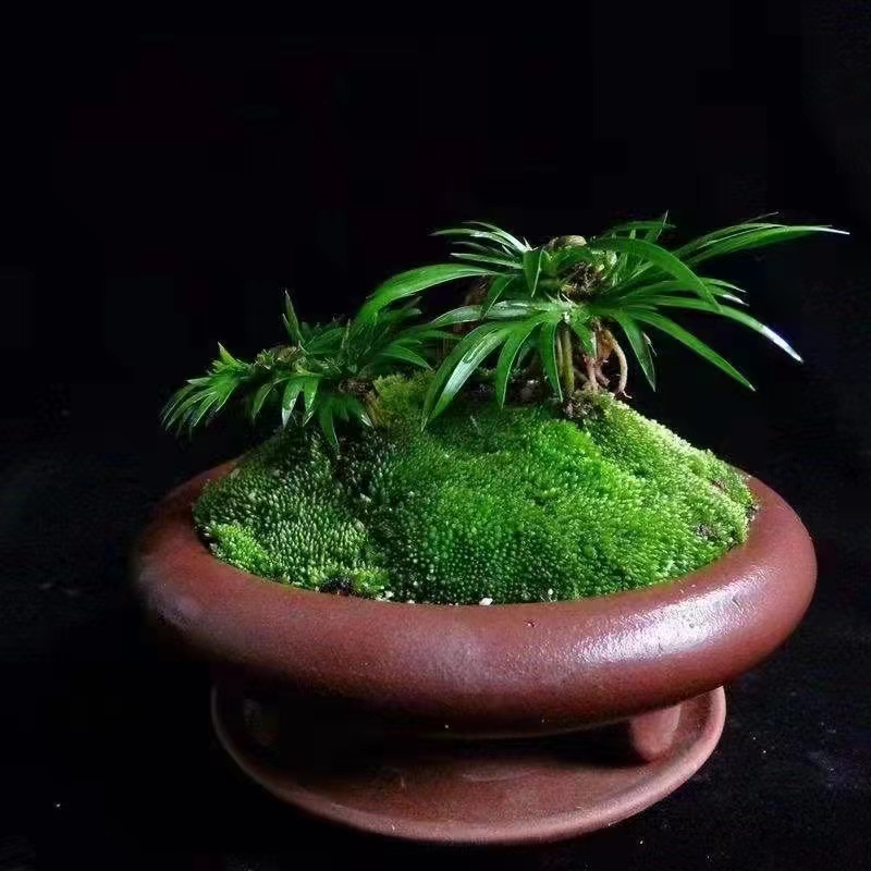 香山红叶黄栌盆景素材