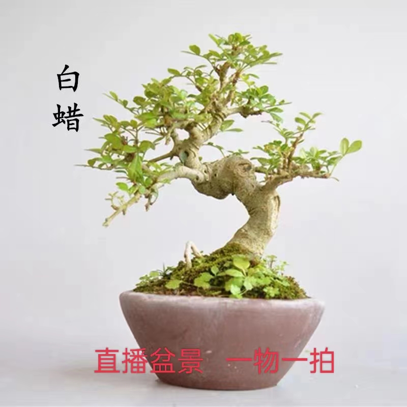 盆景王，对节白蜡