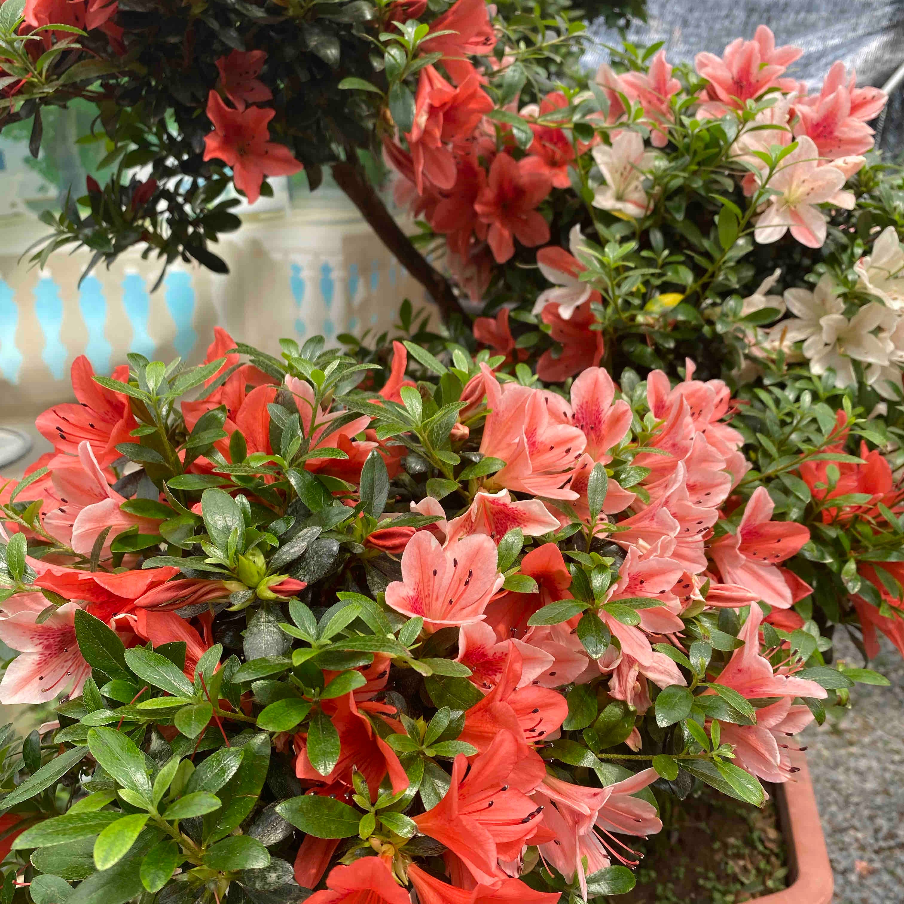 皋月杜鹃花盆栽树花