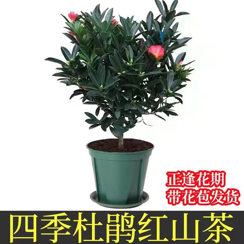 四季杜鹃山茶花带花苞室内植物花卉阳台庭院绿化苗木耐寒易活绿植