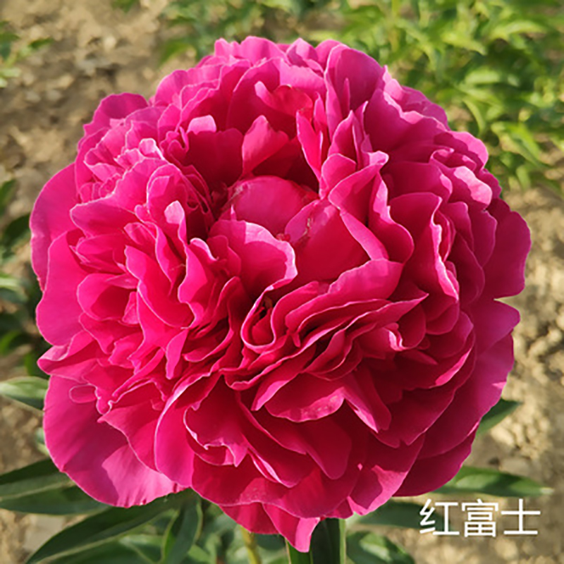【红富士】3加仑盆栽重瓣芍药原盆原土庭院阳台地栽