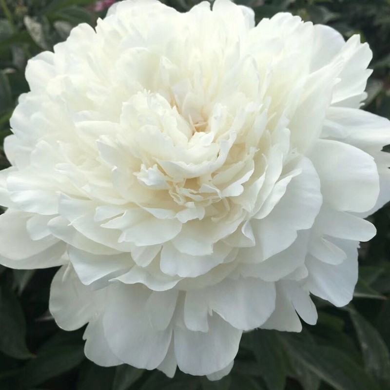 【杨妃出浴】3加仑盆栽重瓣芍药原盆原土庭院阳台地栽