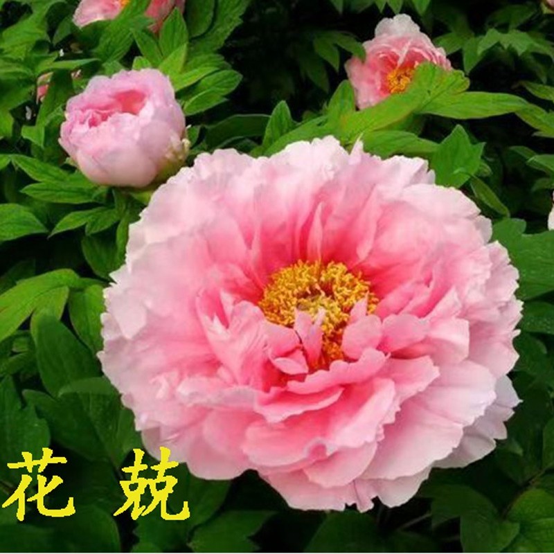 【花兢】裸根牡丹包对版-庭院阳台花卉粉色重瓣大花