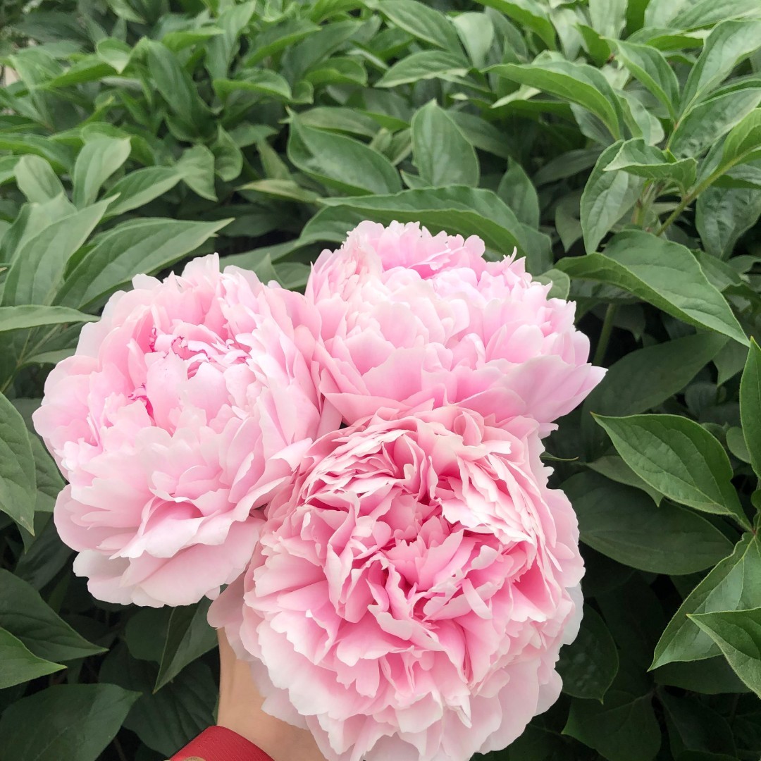 【莎拉】3加仑盆栽重瓣芍药原盆原土庭院阳台地栽