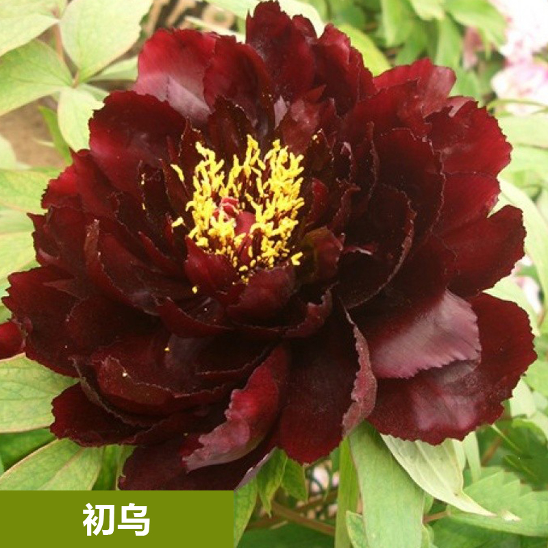 【初乌】裸根牡丹包对版-庭院阳台花卉墨紫红色重瓣大花