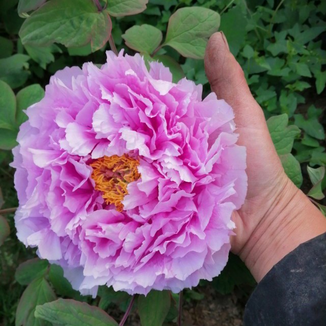 【镰田藤】裸根牡丹包对版-庭院阳台花卉重瓣大花粉蓝色