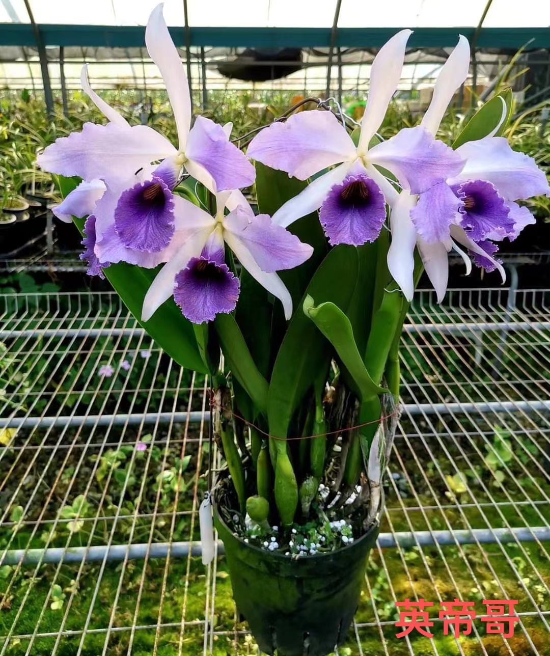 卡特兰英帝哥兰花Lc.C.G.Roebling 'Blue Indigo’AM/AO花卉盆栽