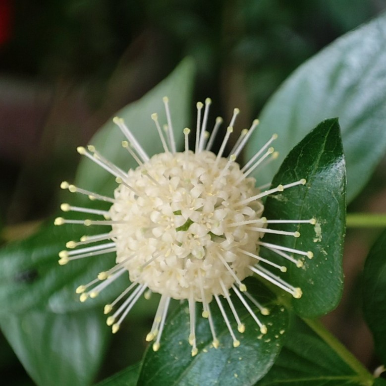 栀子花 微型盆景盆栽  小型盆景素材