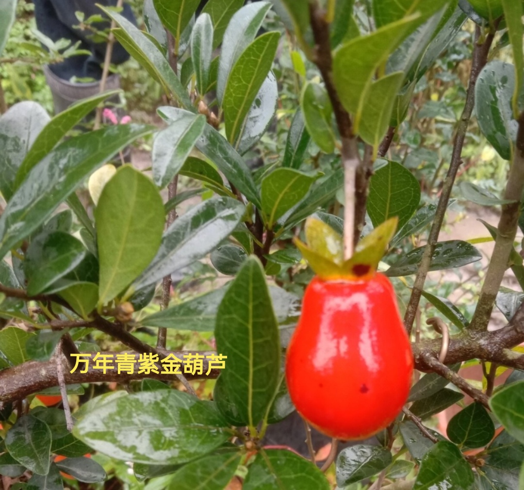 金弹子  万年青 绿植盆栽 品种对版