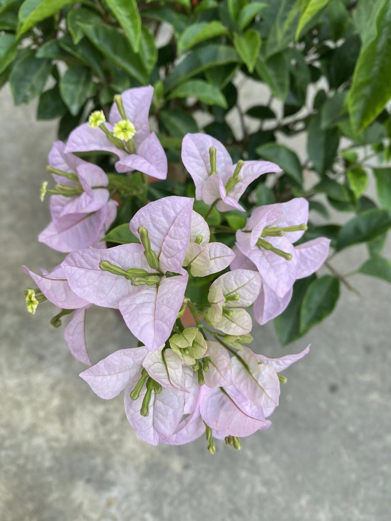 冰山美人三角梅盆栽室外庭院花卉四季开花紫色白色粉色走廊红色