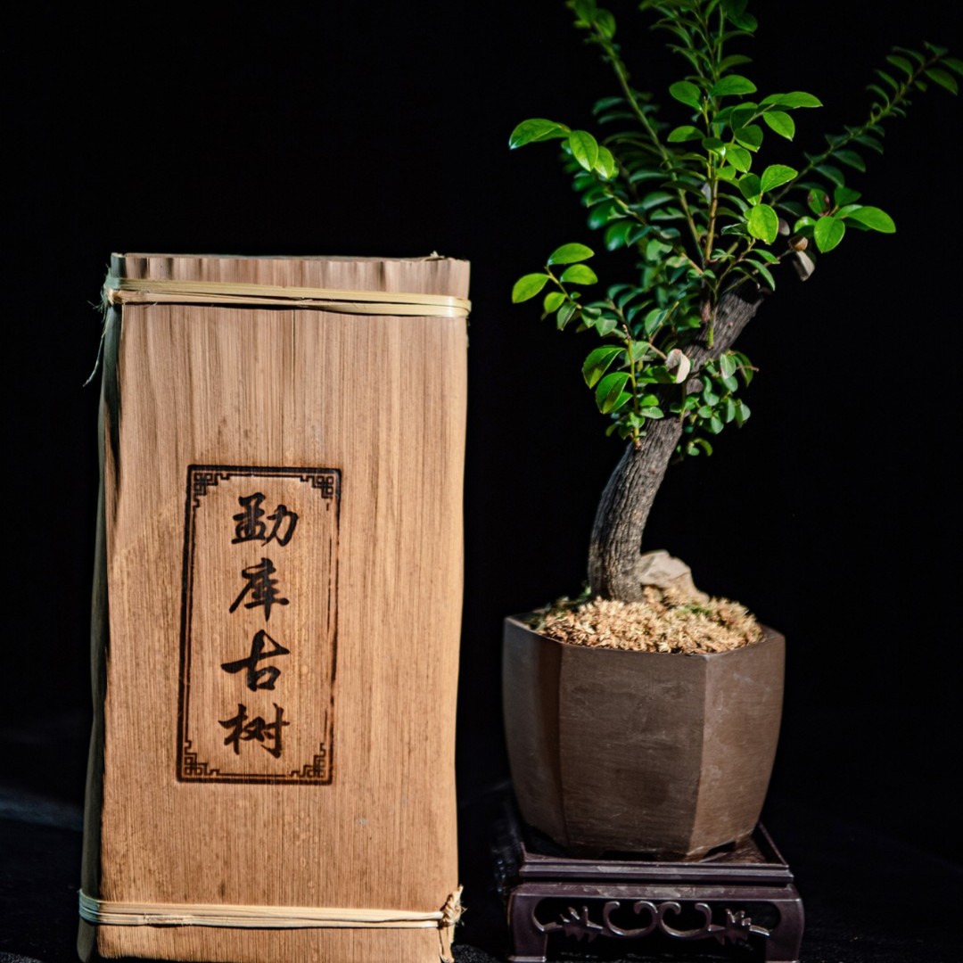 2016勐库古树春料1000g