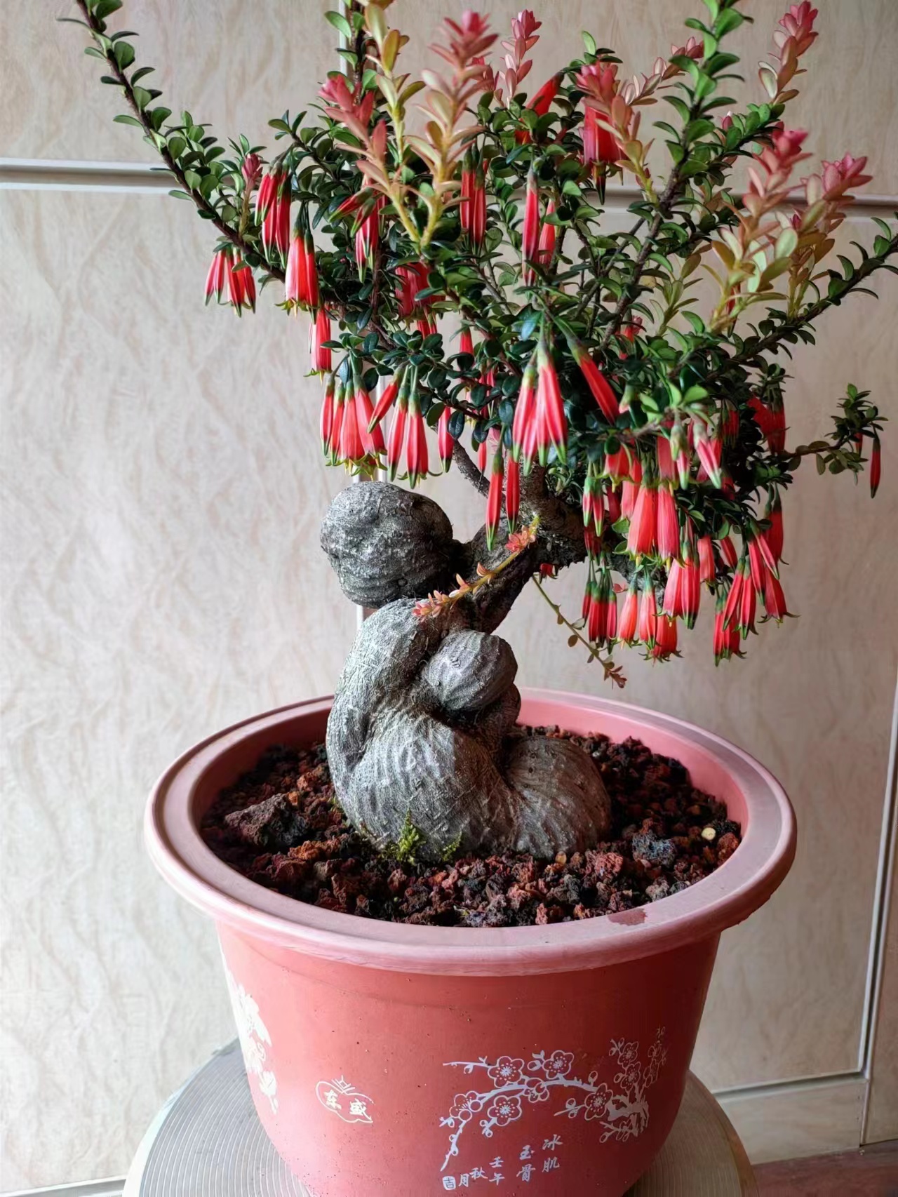红花米叶树萝卜。一年四季常青不落叶
