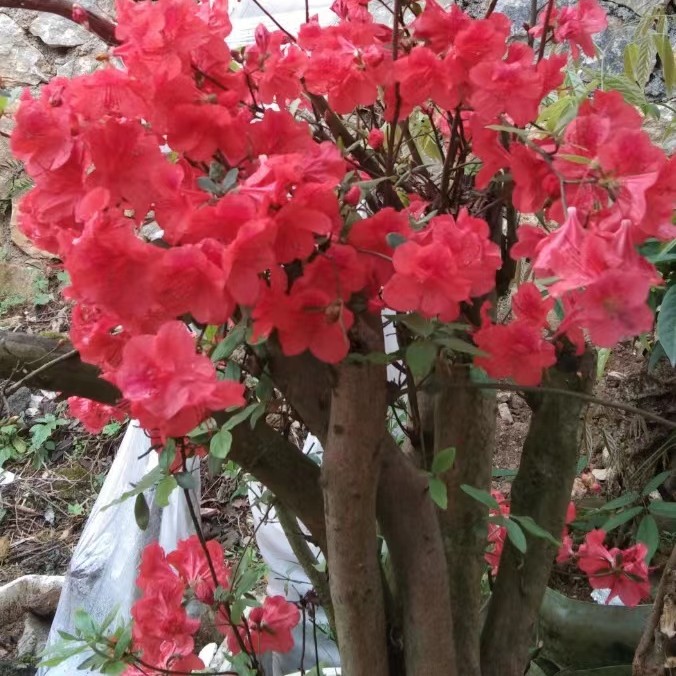 映山红鸡血红盆景素材