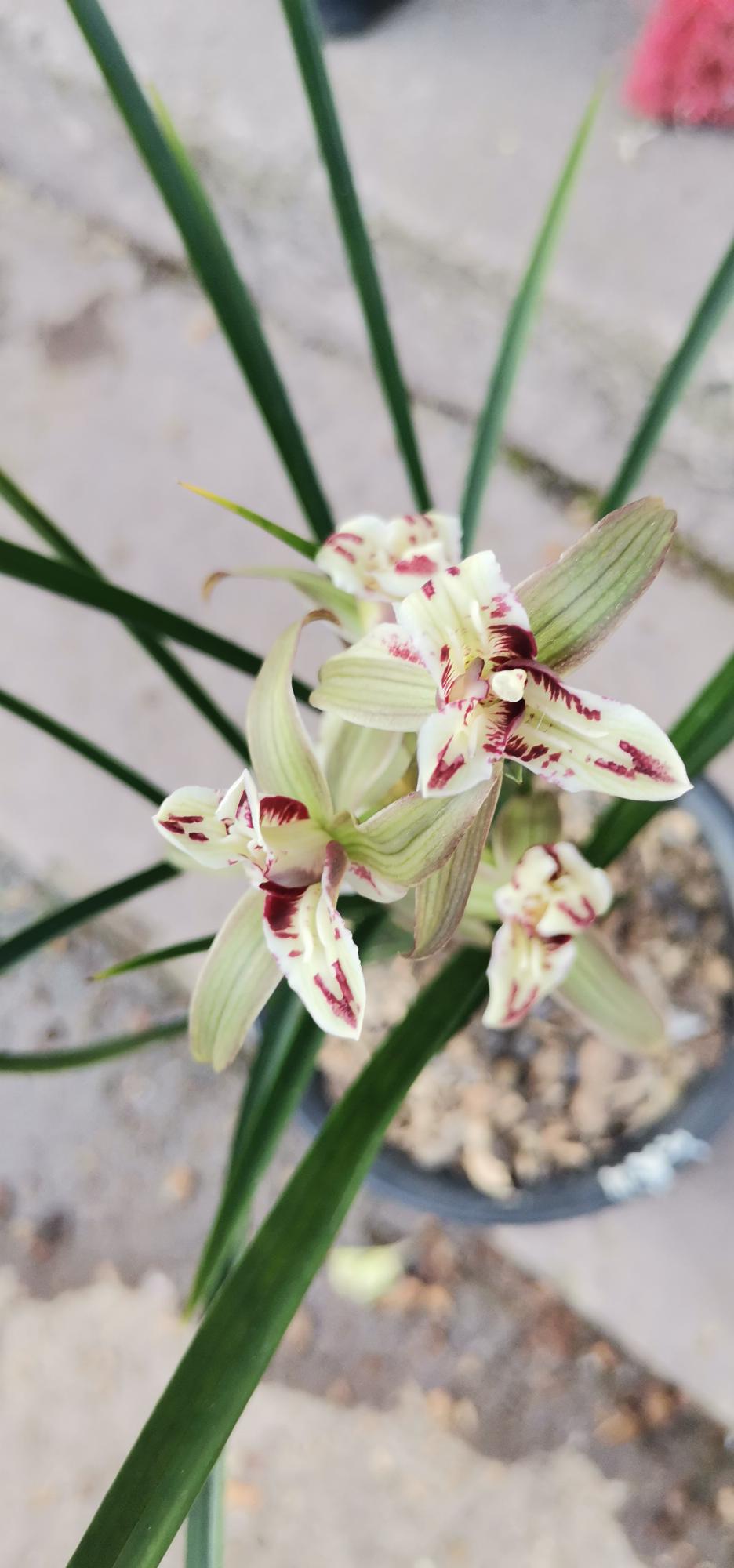 春剑桃园三结义，春节期间开花，开花浓香，非常好养！