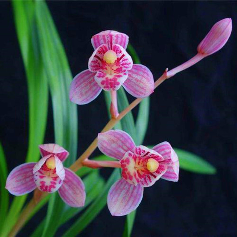 东方红荷 建兰兰开花香兰花苗好养勤花勤芽绿植盆栽
