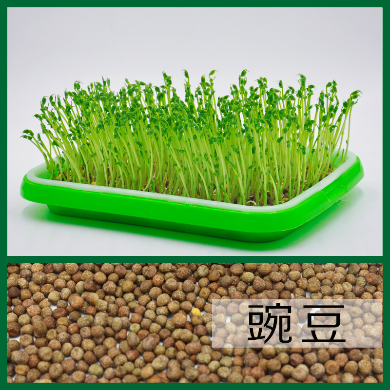 乐众青山芽苗菜种子（满4斤包邮）