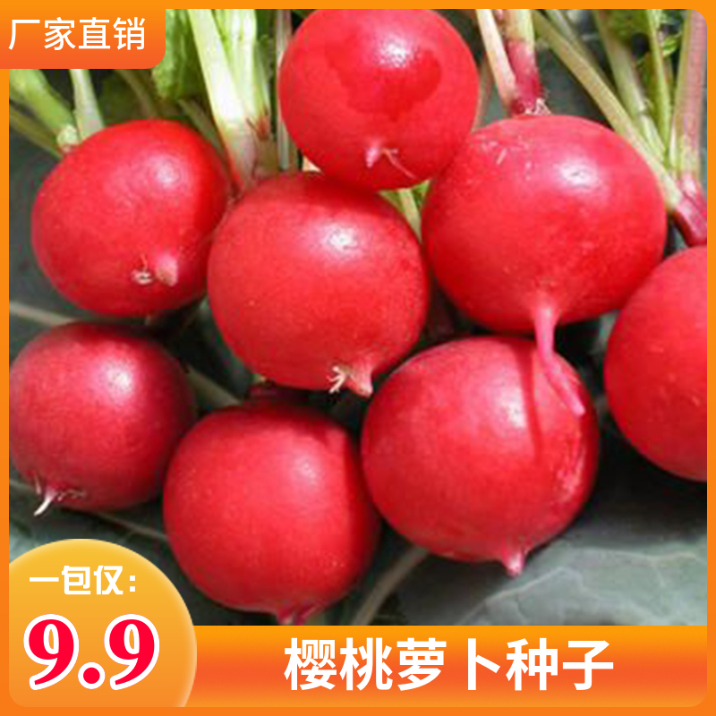 樱桃萝卜种子水果萝卜迷你萝卜种籽