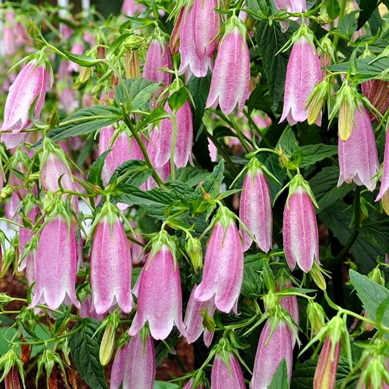 紫斑风铃草多年生耐寒耐热花园室内阳台顶楼植物盆栽苗百合花