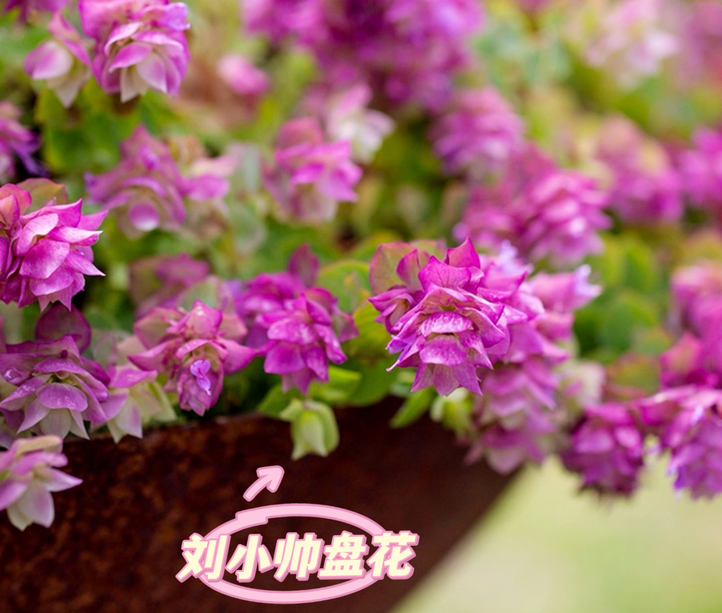 观叶牛至折纸画 多年生室内室外耐寒耐热花期长垂吊型盆栽