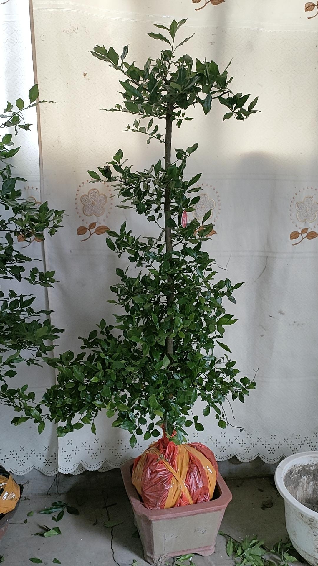 金弹子盆景，四季常青，开花结果