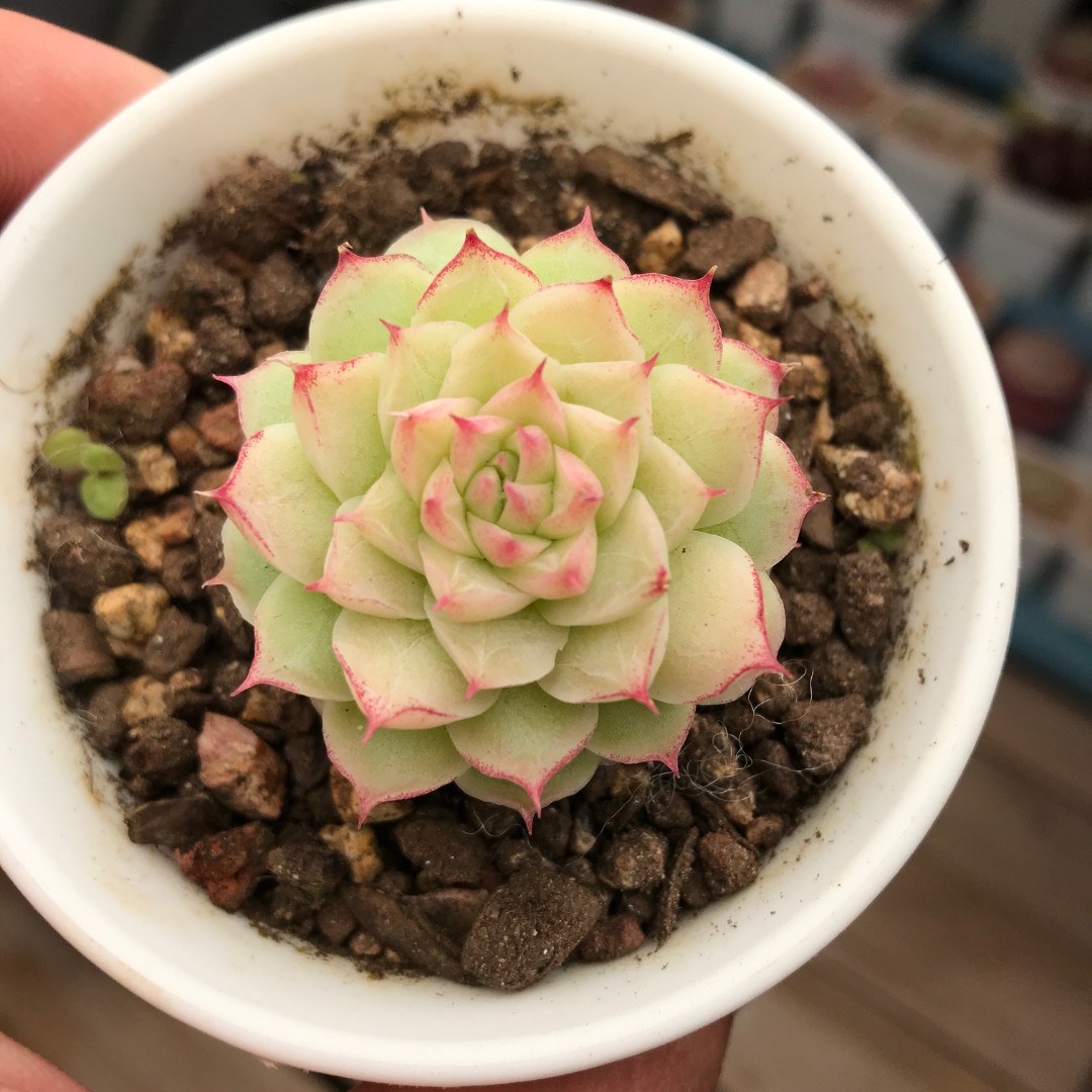 【271-280】脱土裸根不带盆土 两颗包邮 华林园艺 小老桩多肉植物