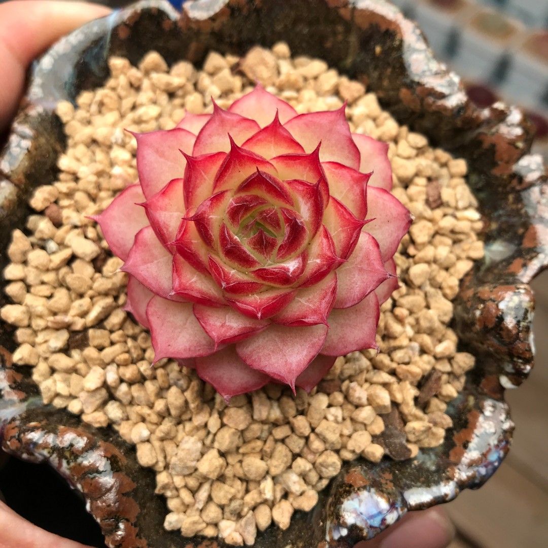 【291-300】脱土裸根不带盆土 两颗包邮 华林园艺 小老桩多肉植物 