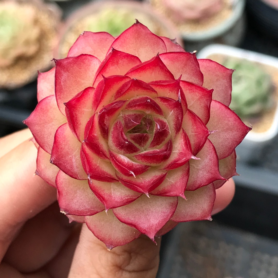 【041-050】两颗包邮 华林园艺 小老桩多肉植物