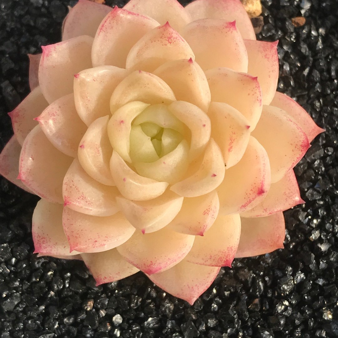 【191-200】两颗包邮 华林园艺 小老桩多肉植物