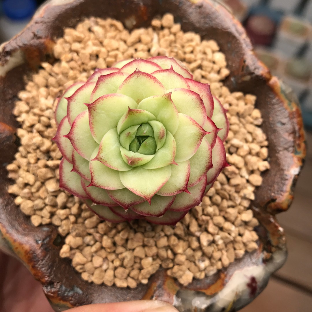 【141-150】脱土裸根不带盆土  两颗包邮 华林园艺 小老桩多肉