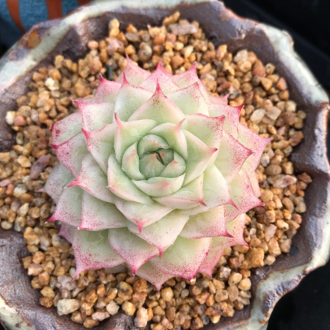 【221-230】满28元包邮 华林园艺 小老桩多肉