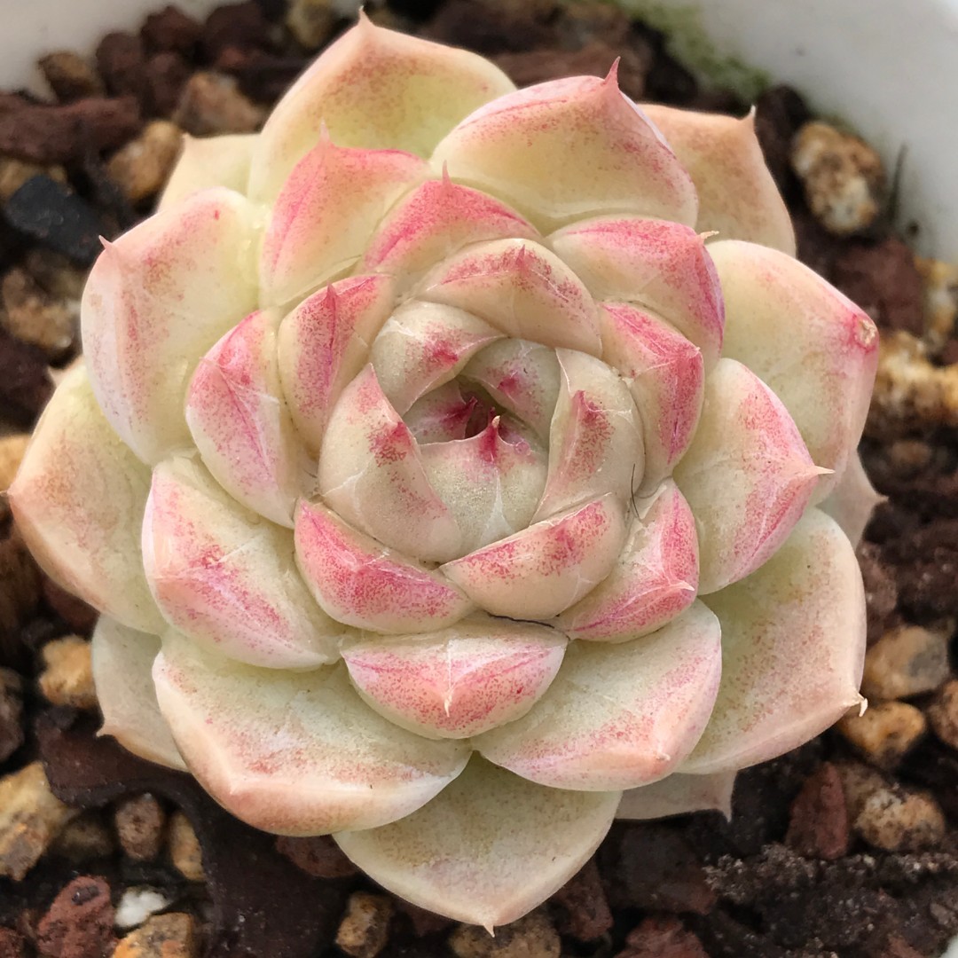 【241-250】两颗包邮 华林园艺 小老桩多肉植物 直播间一物一拍