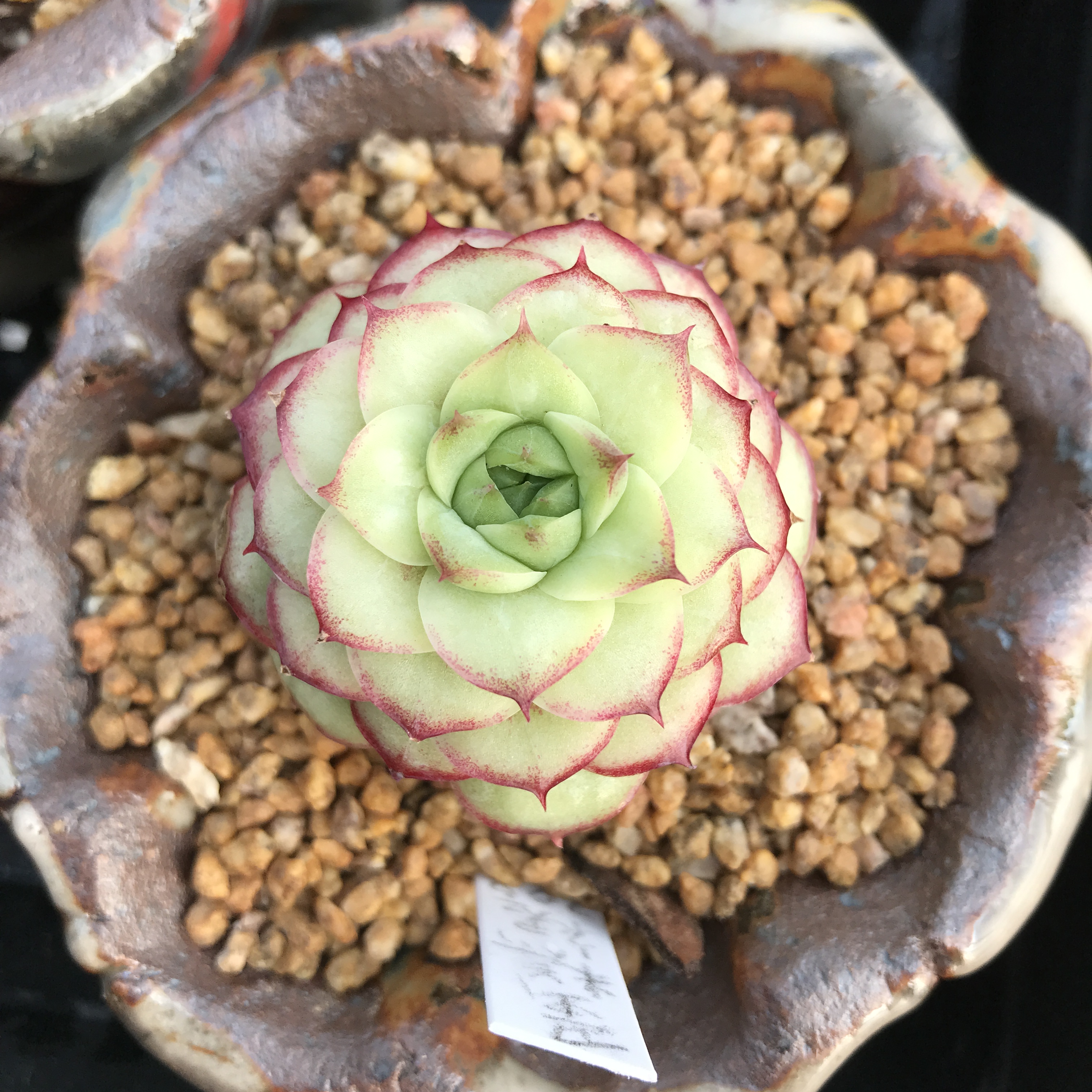 【311-320】脱土裸根不带盆土 两单包邮 华林园艺 小老桩多肉植物