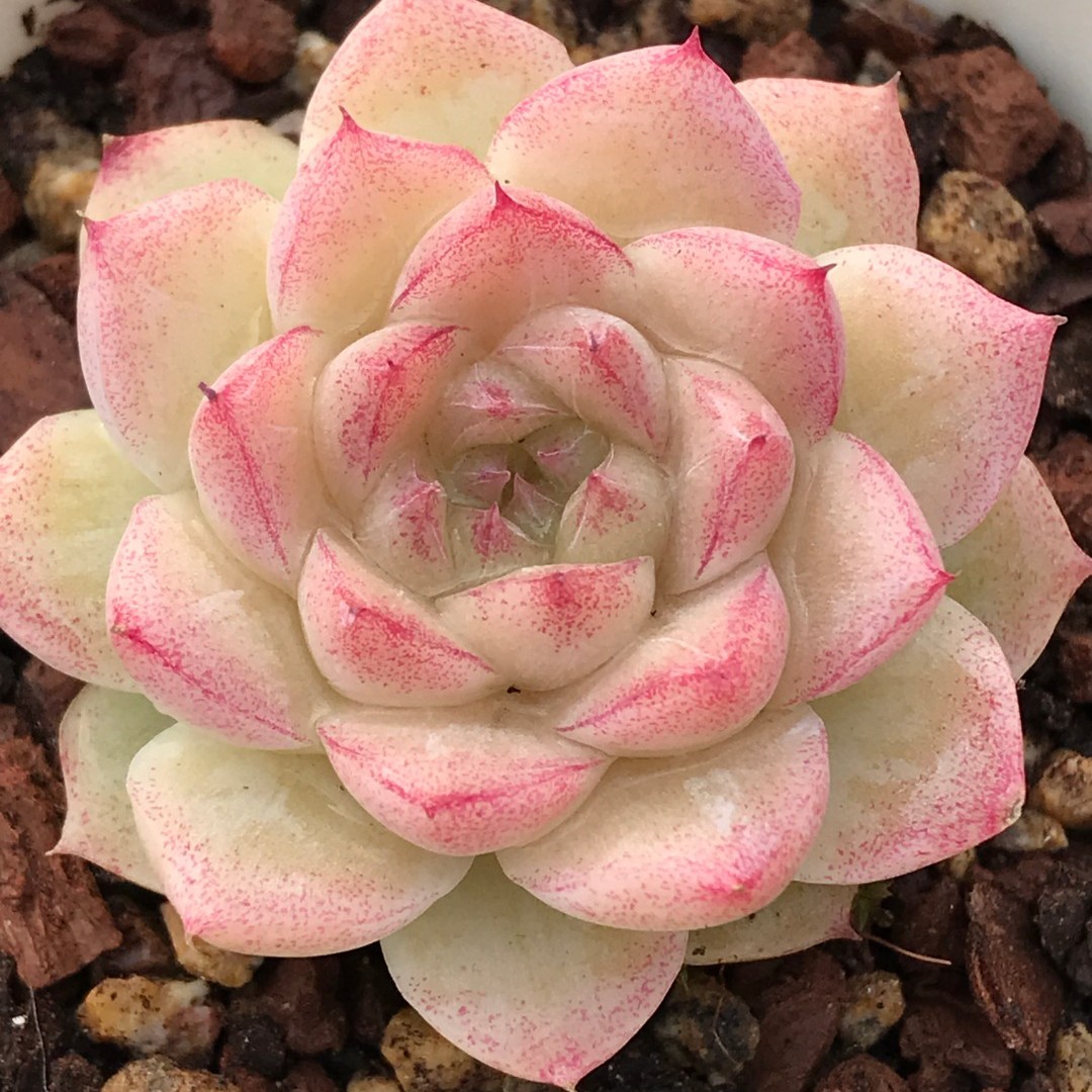 【131-140】两颗包邮 华林园艺 小老桩多肉植物