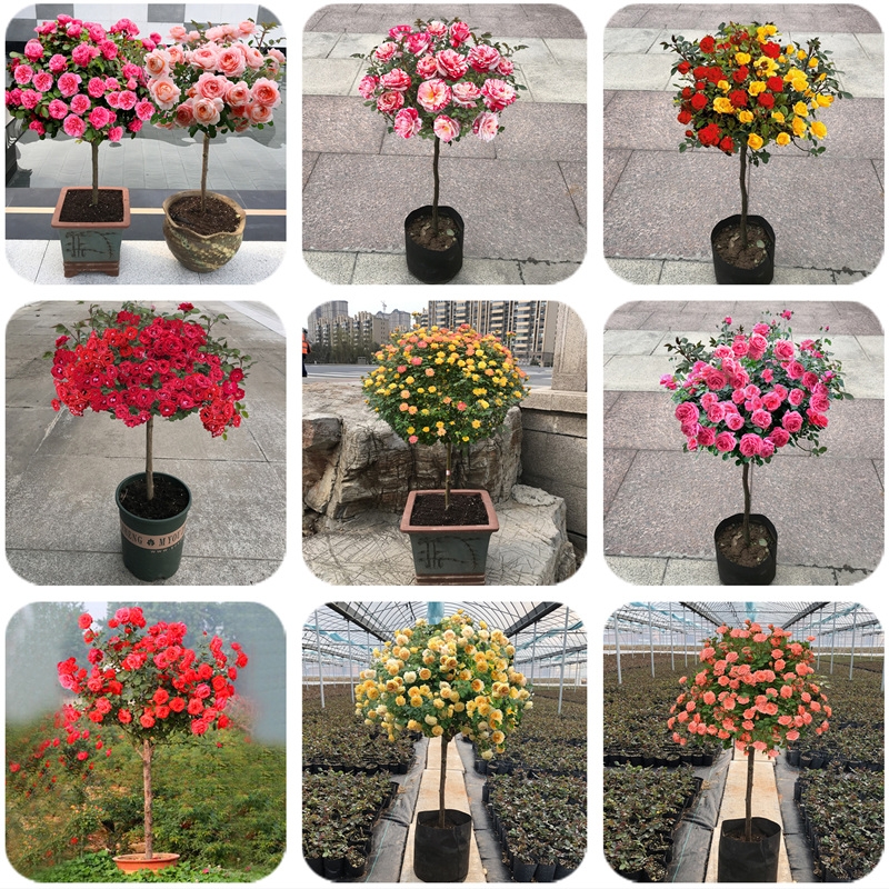 树状月季棒棒糖树桩高杆月季花苗庭院露台植物大花浓香花卉盆栽