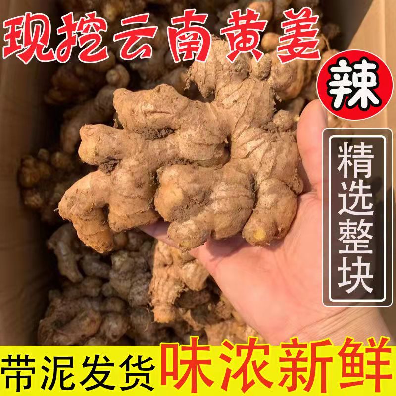 A【现挖云南黄姜】新鲜老姜精选辛辣多汁浓厚老姜产地直发1斤生姜