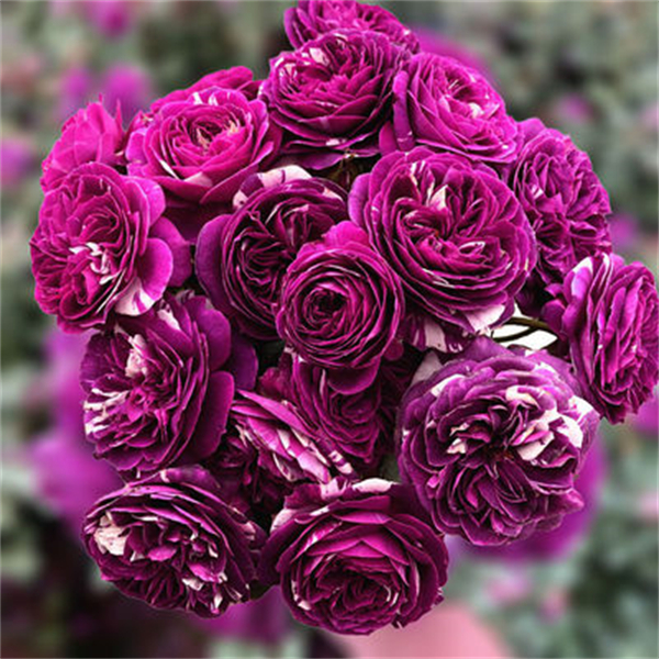 芬芳宝石盆栽月季花苗 浓香微月阳台庭院多花四季玫瑰 易养护