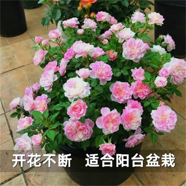 【3棵包邮】微型月季幸福之门/护身符阳台盆栽丰花苗多年生花卉盆栽