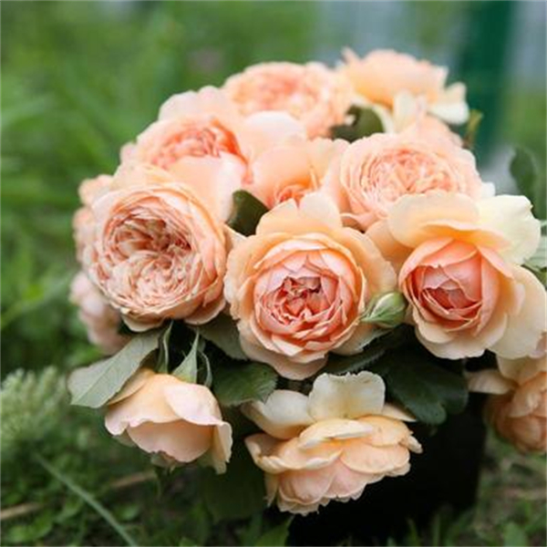 【3棵包邮】真宙月季花苗四季开花勤花耐热浓香大花粉色灌木花卉