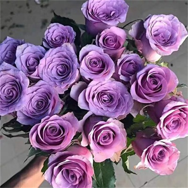 【3棵包邮】紫霞仙子紫色月季玫瑰大花耐热绿植花卉盆栽阳台