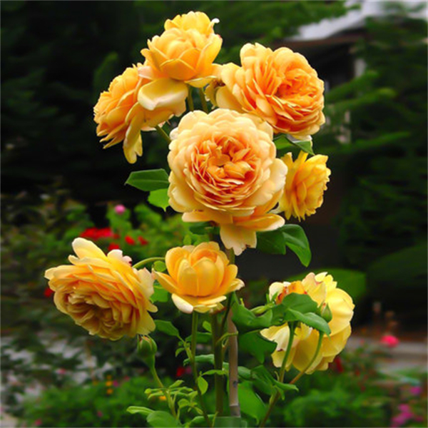 【3棵包邮】黄金庆典藤本月季花苗庭院别墅花园爬藤攀援植物多季开