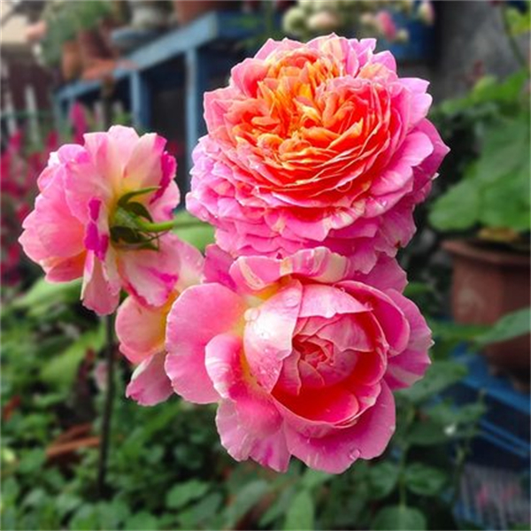 【3棵包邮】莫奈灌木月季花苗四季开大花浓香条纹玫瑰花卉盆栽阳台