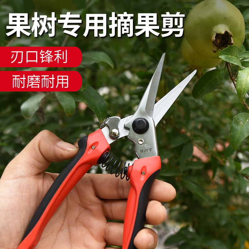 稀果剪佐川吉782直口手剪修枝剪摘果叶芽剪子花枝园艺剪刀邮树剪