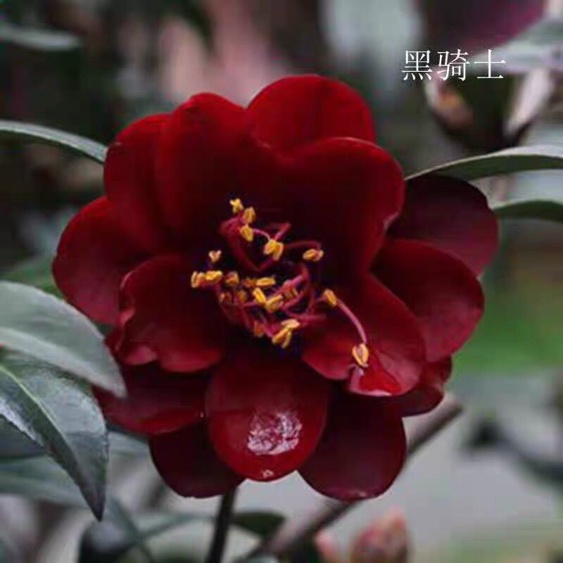 黑骑士茶花苗容易带花苞 花卉绿植盆栽实物拍摄产地直销热卖