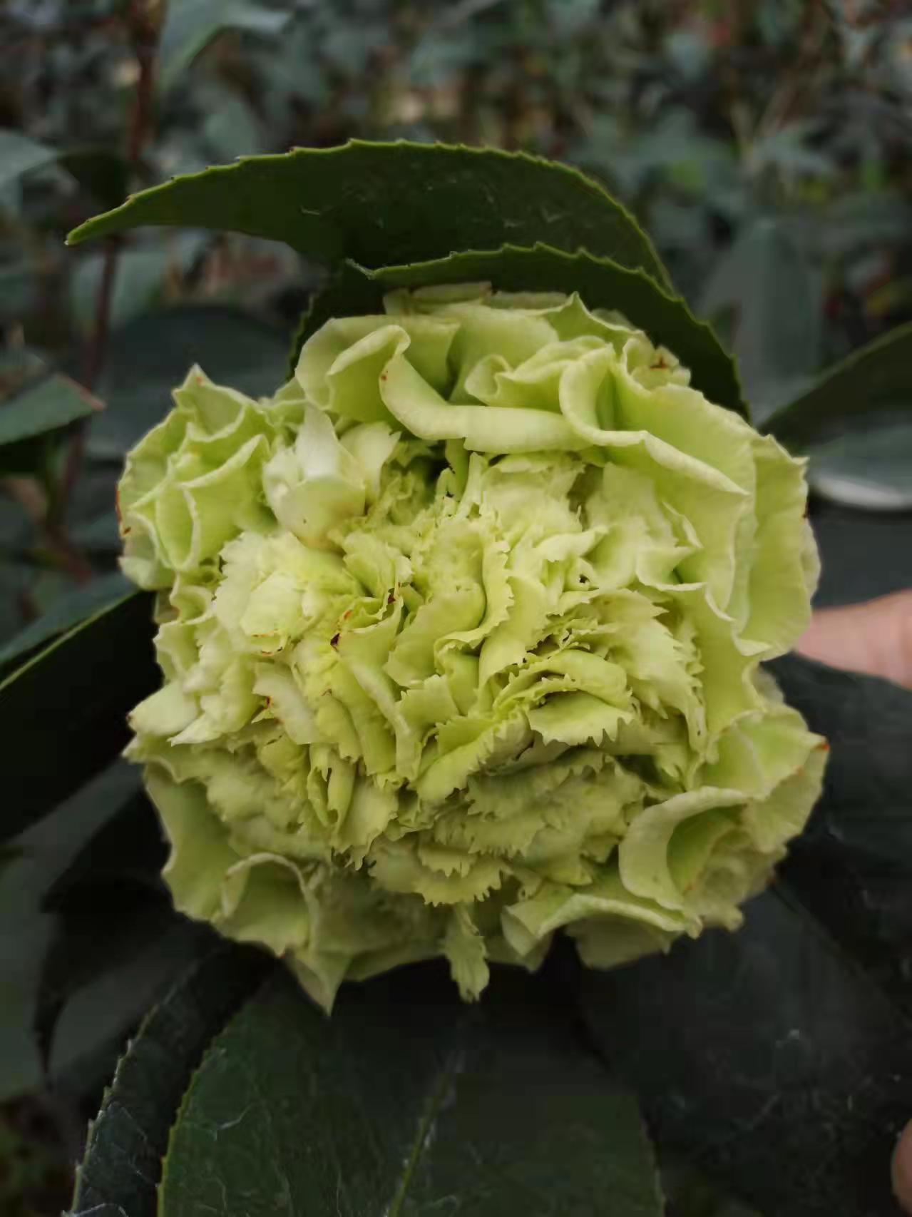 绿可娜茶花绿色茶花树苗植物室内外花卉盆栽庭院
