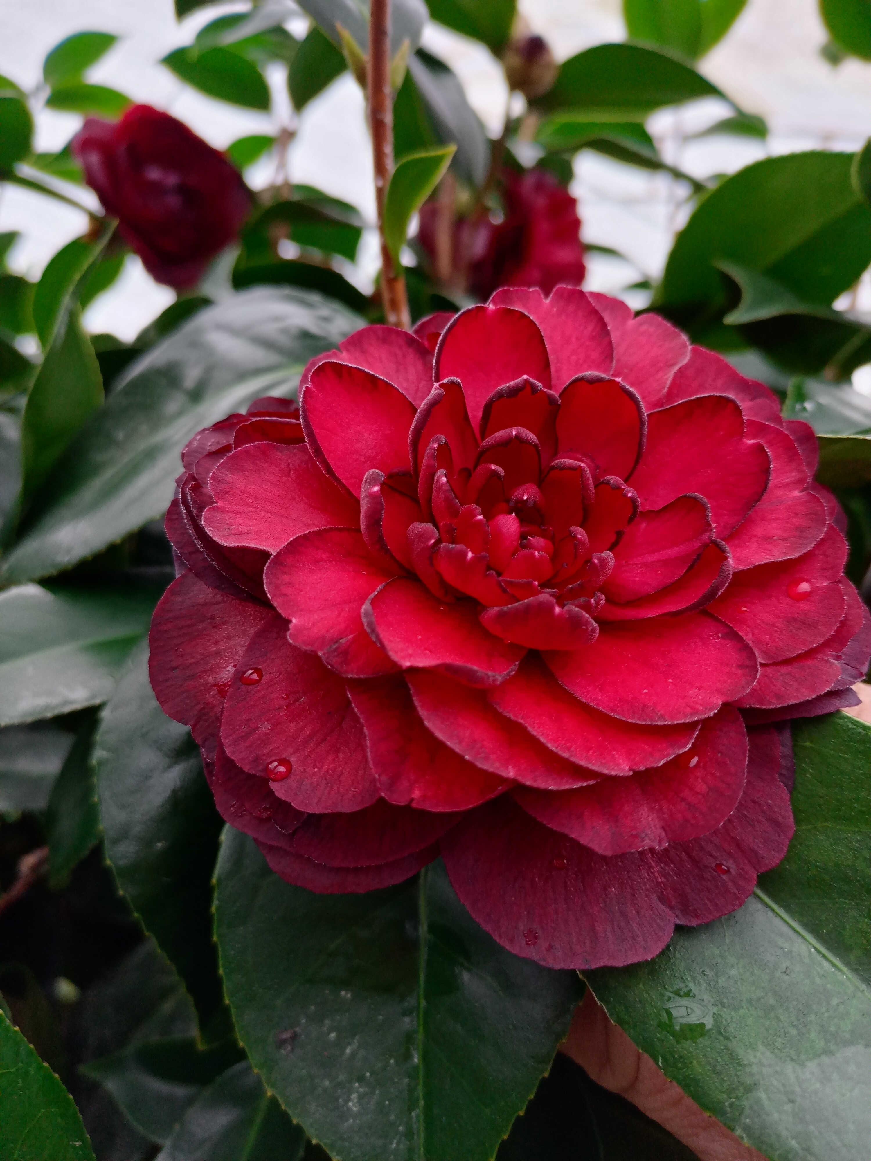 墨川 名贵黑色系稀有山茶花树苗盆栽超级黑包邮