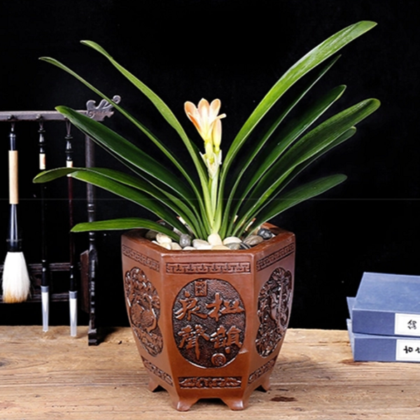 精品君子兰带花苞